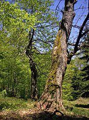 Rezerwat przyrody Puszcza Śnieżnej Białki